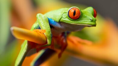 FritzFrog hoạt động trở lại